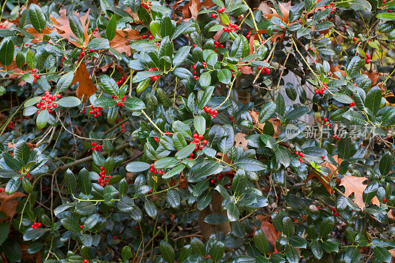 秋季有总状sambuus racemosa浆果的灌木